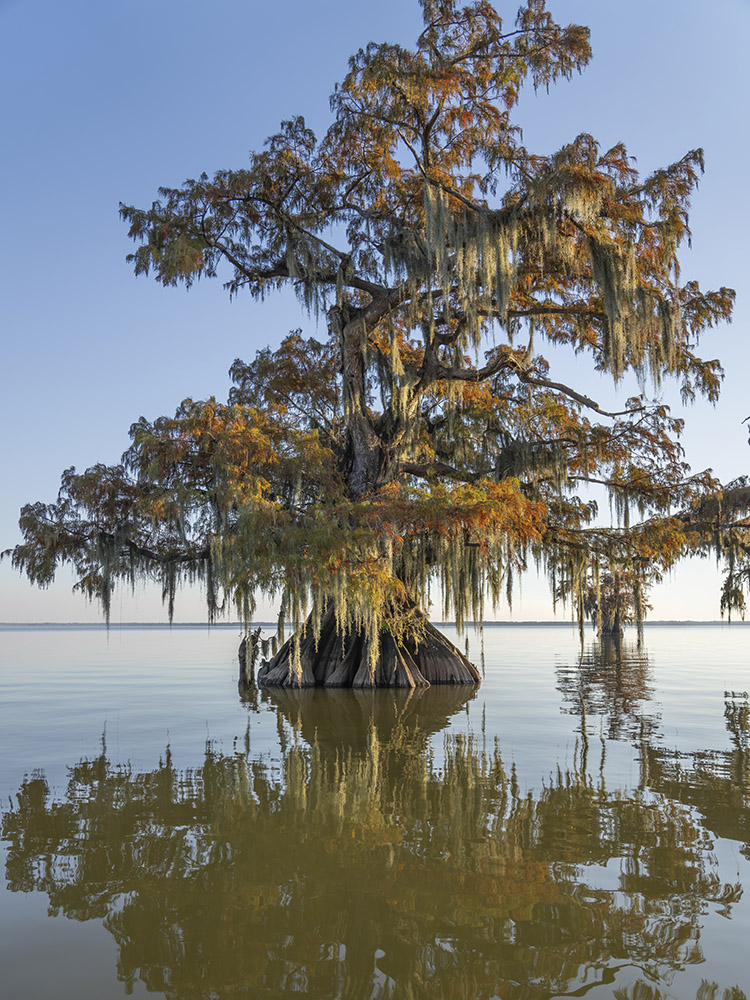 large very old cypress tree with fall color and moss in lake