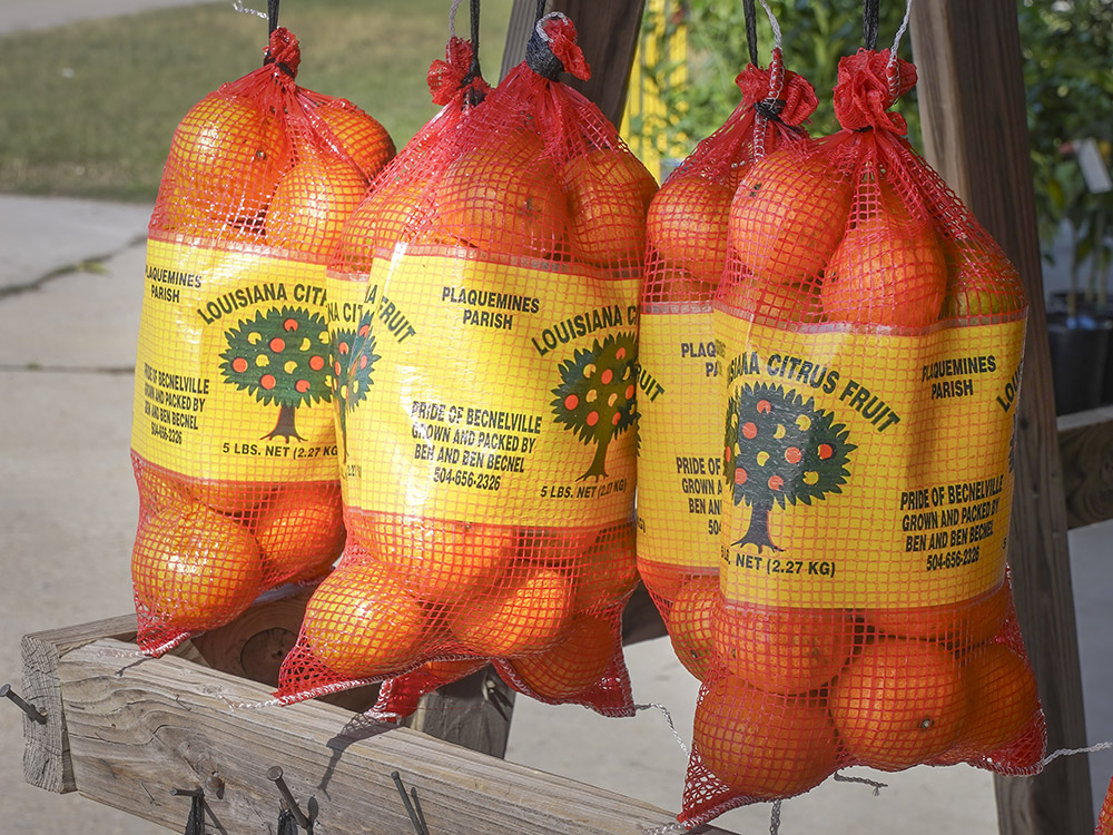 5 pound bags of becnel Louisiana oranges for sale