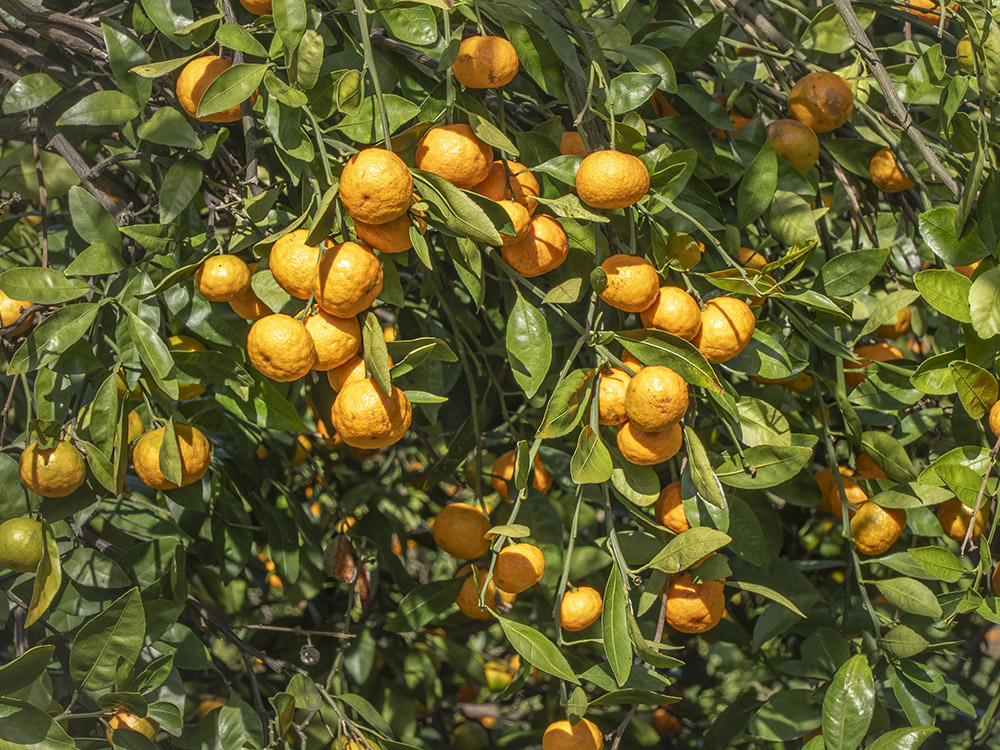 oranges ready for picking in Louisiana orchard