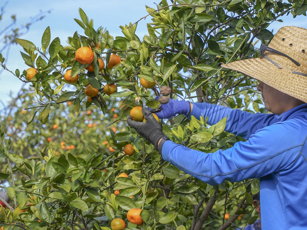 man in blue shirt and straw hat picks oranges from tree