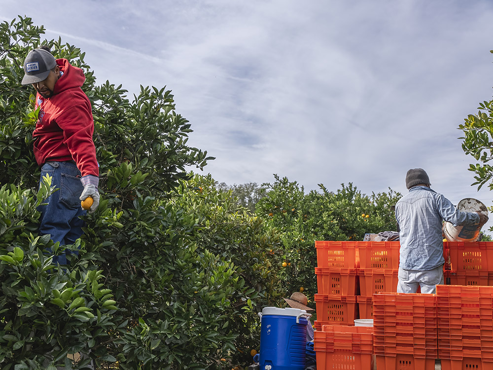 men harvesting oranges with trailer loaded with orange plastic boxes