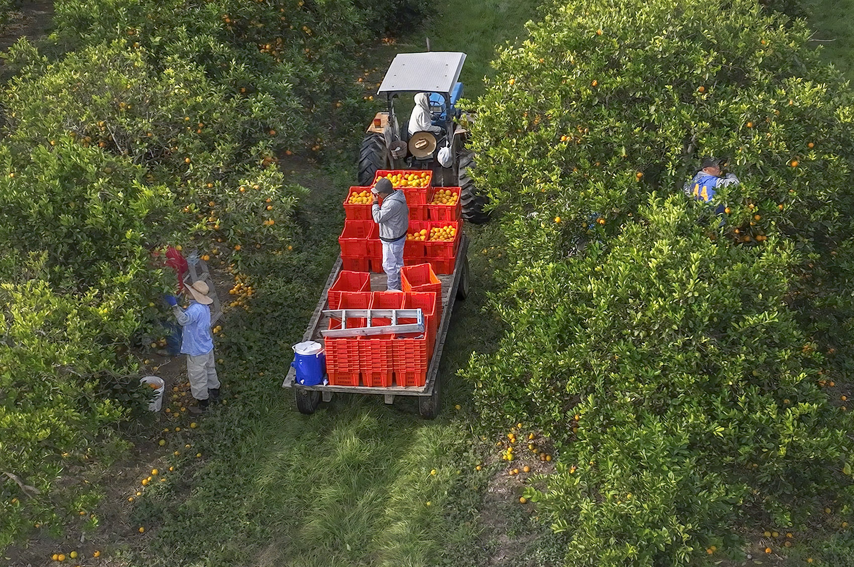 aerial view of men picking oranges with tractor and orange bins on trailer