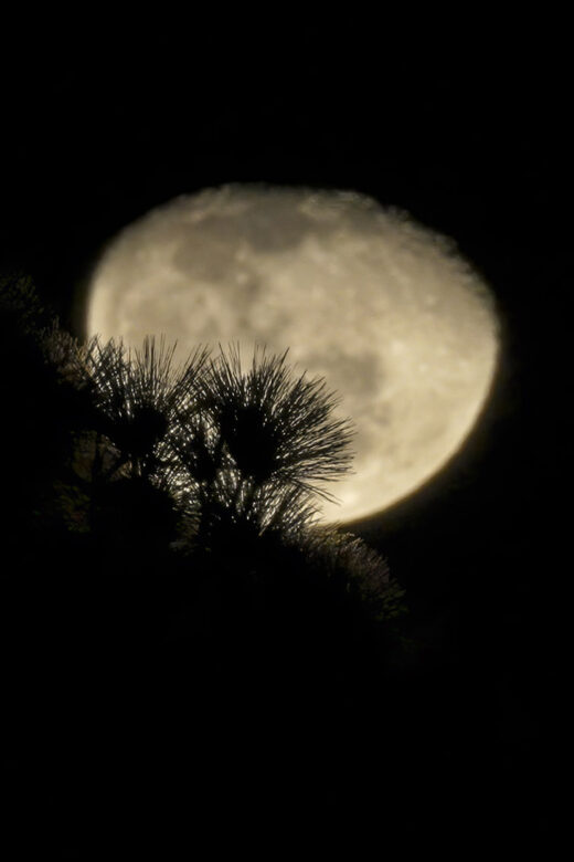 view of moon at night through pine tree