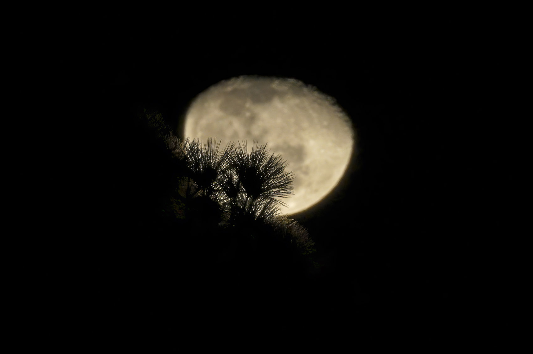 view of moon at night through pine tree