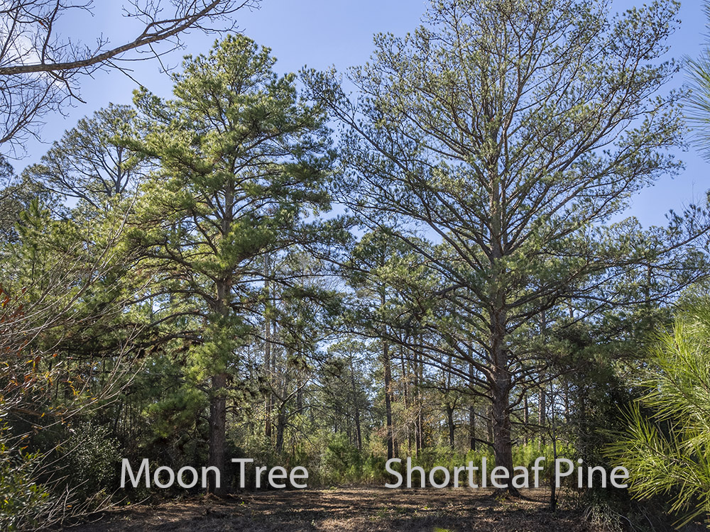image of moon tree and shortleaf pine tree in forest