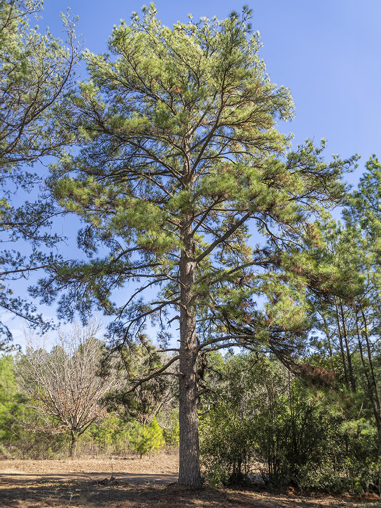 tall pine tree grows in forest