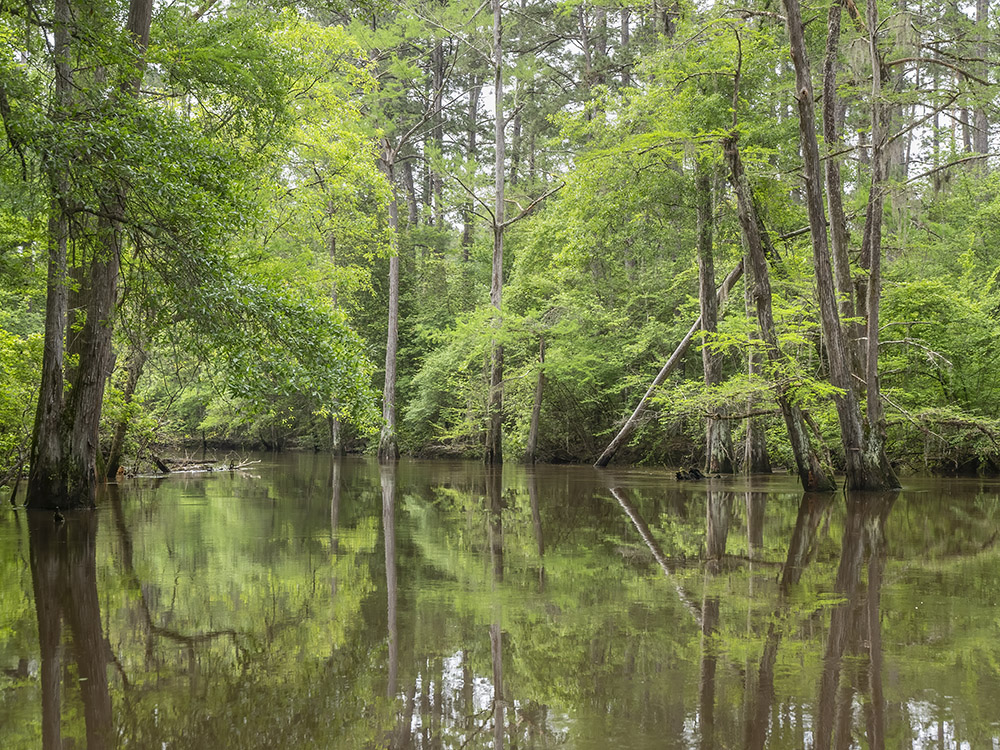 trees along edge of Saline Bayou reflect in the still water