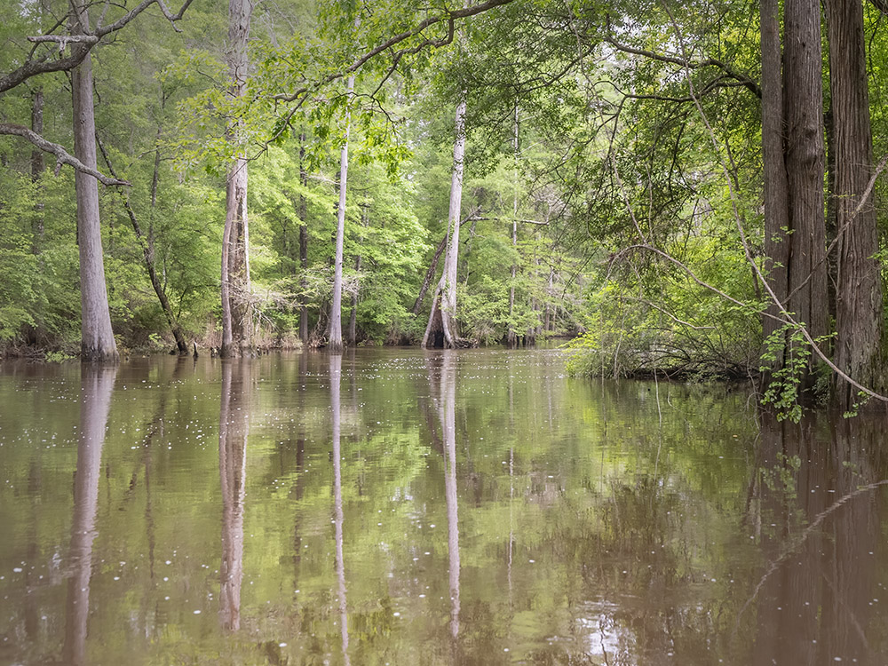 trees reflect in the still water of Saline Bayou