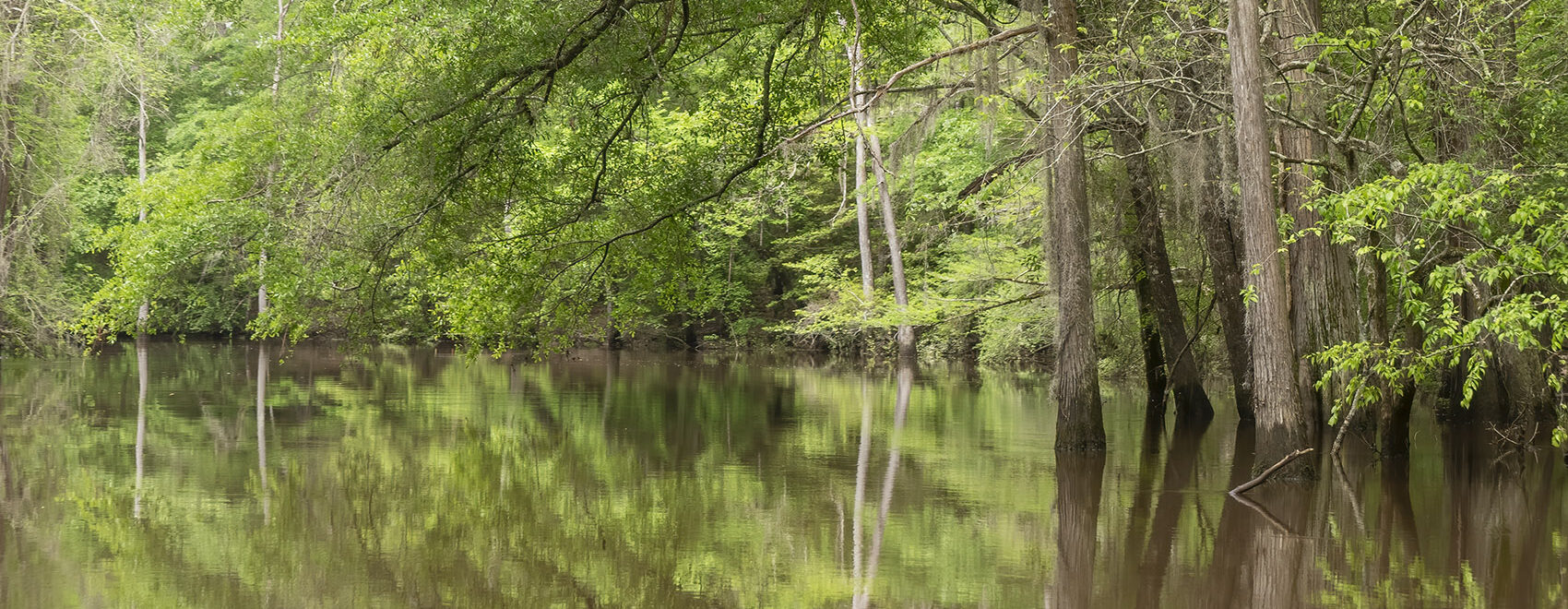trees hanging over still bayou water and reflections