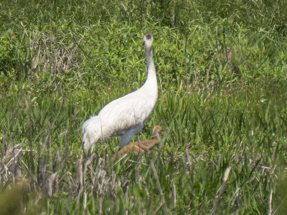 large white whooping crane and small brown chick in a grassy field in Louisiana