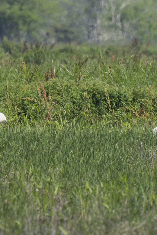 2 white whooping cranes walk in a grassy marsh area.