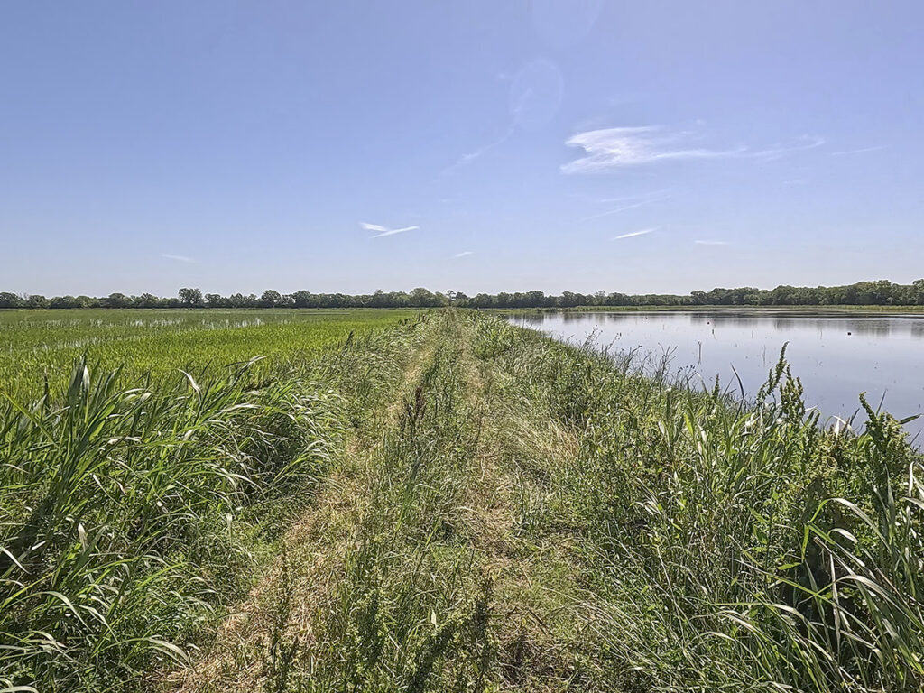 grassy trail along a levee next to a flooded field