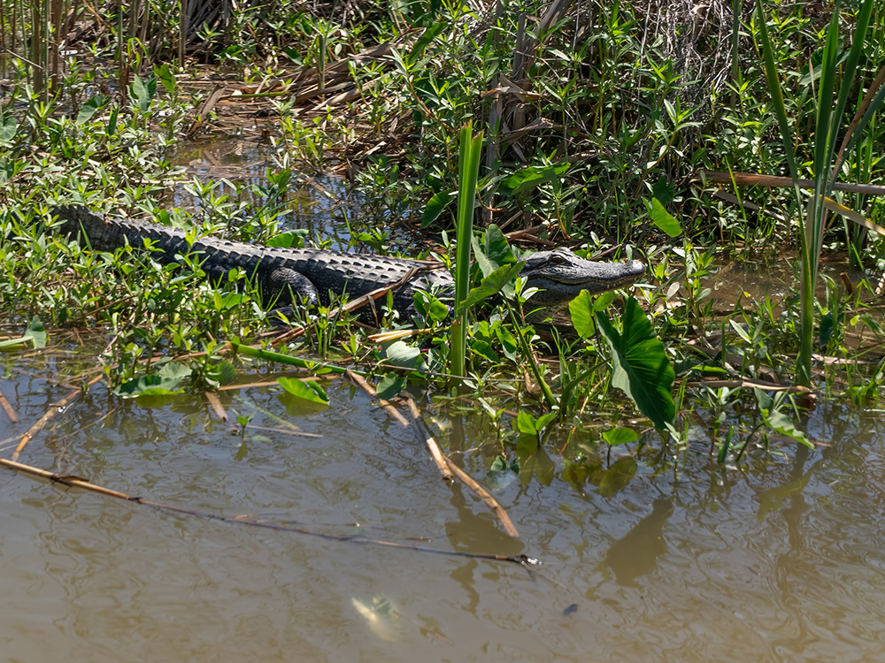 alligator in marsh along edge of water