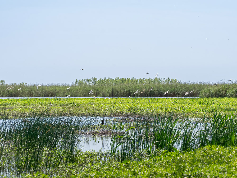 green grass and shallow pond with birds in Mississippi River Delta