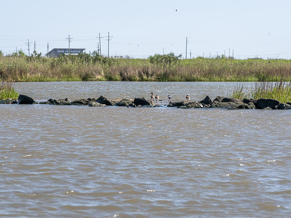 birds on rocks in water with marsh and a building in the background