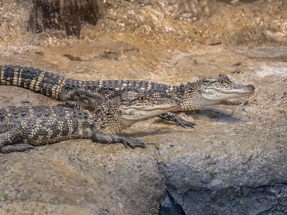 two alligators in display area