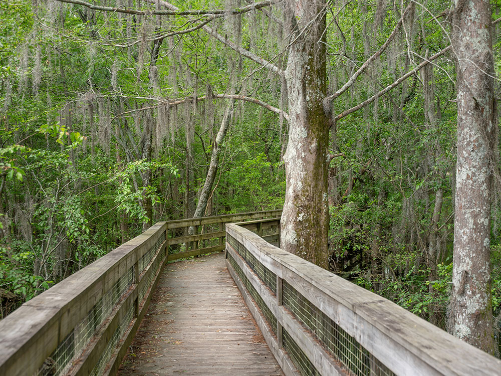 board walk with railing goes into heavily wooded area