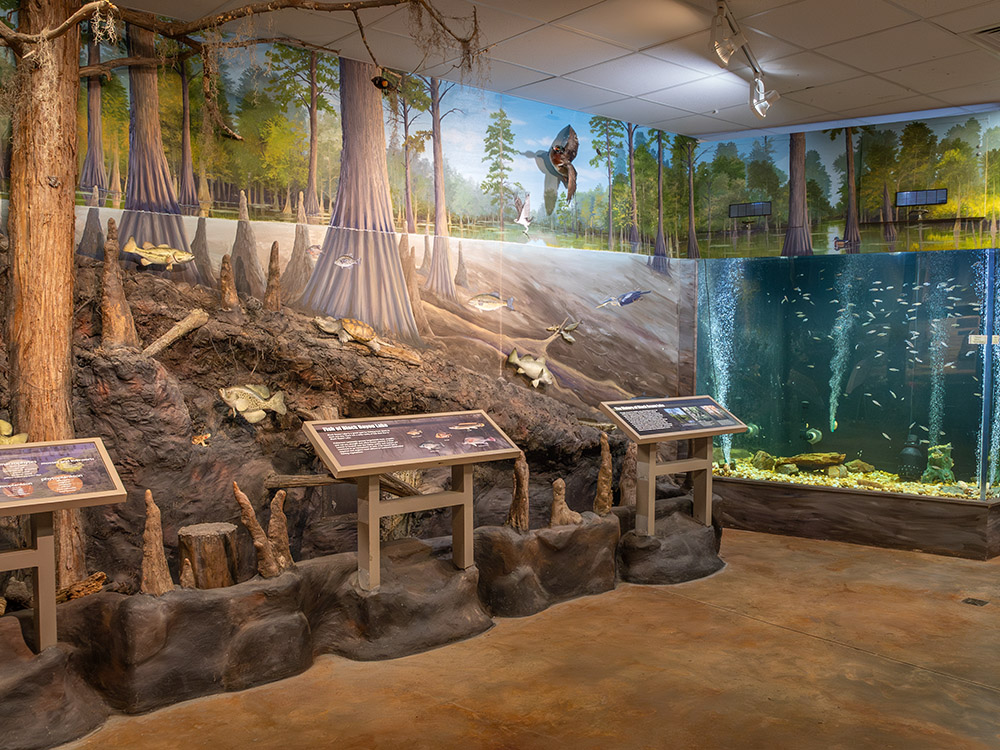 wildlife museum display area