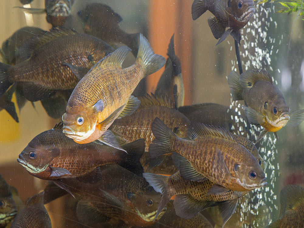 small fish in large aquarium