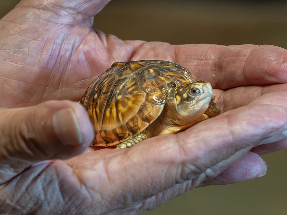 man holding small turtle