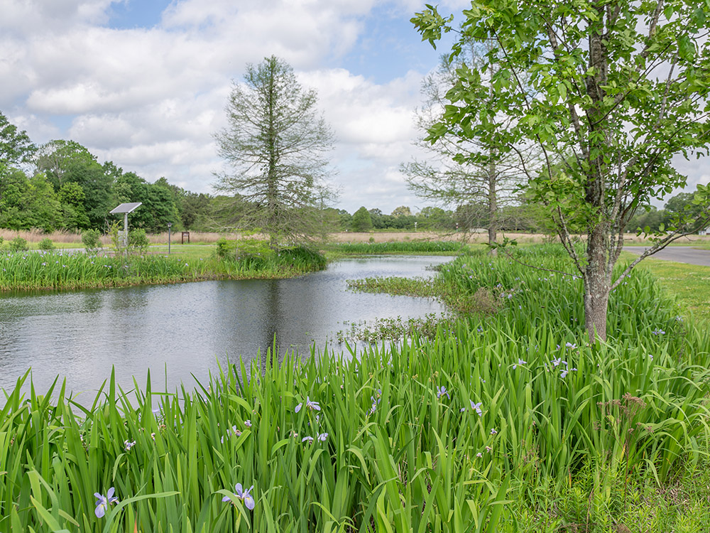 flowers and trees around small pond 