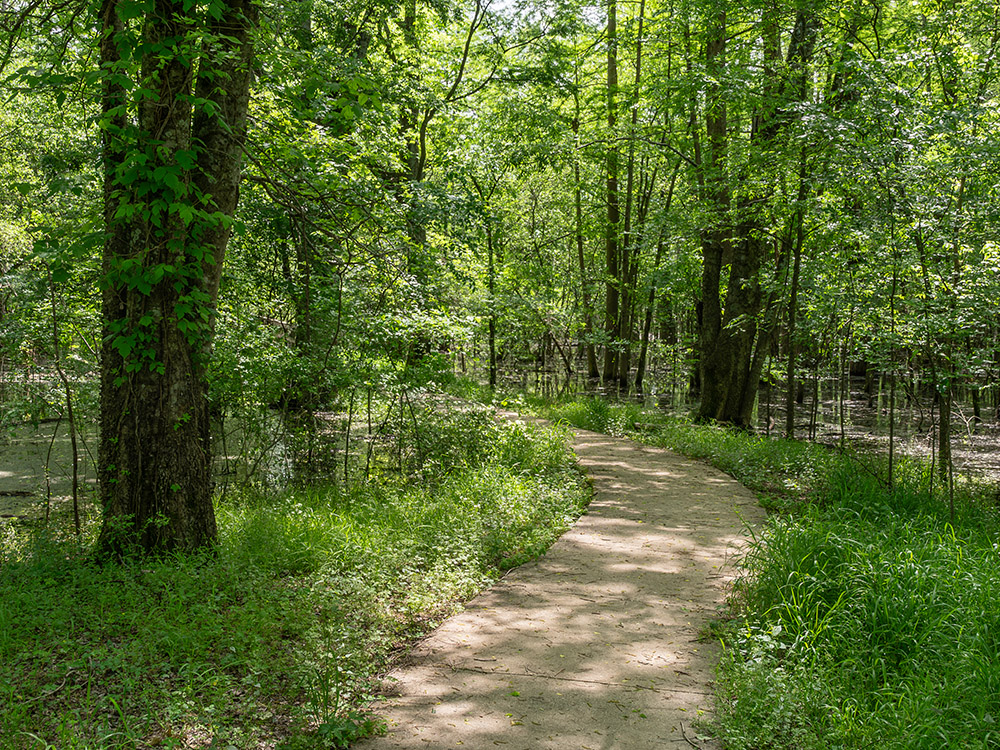 a paved path winds through a forest on a sunny day