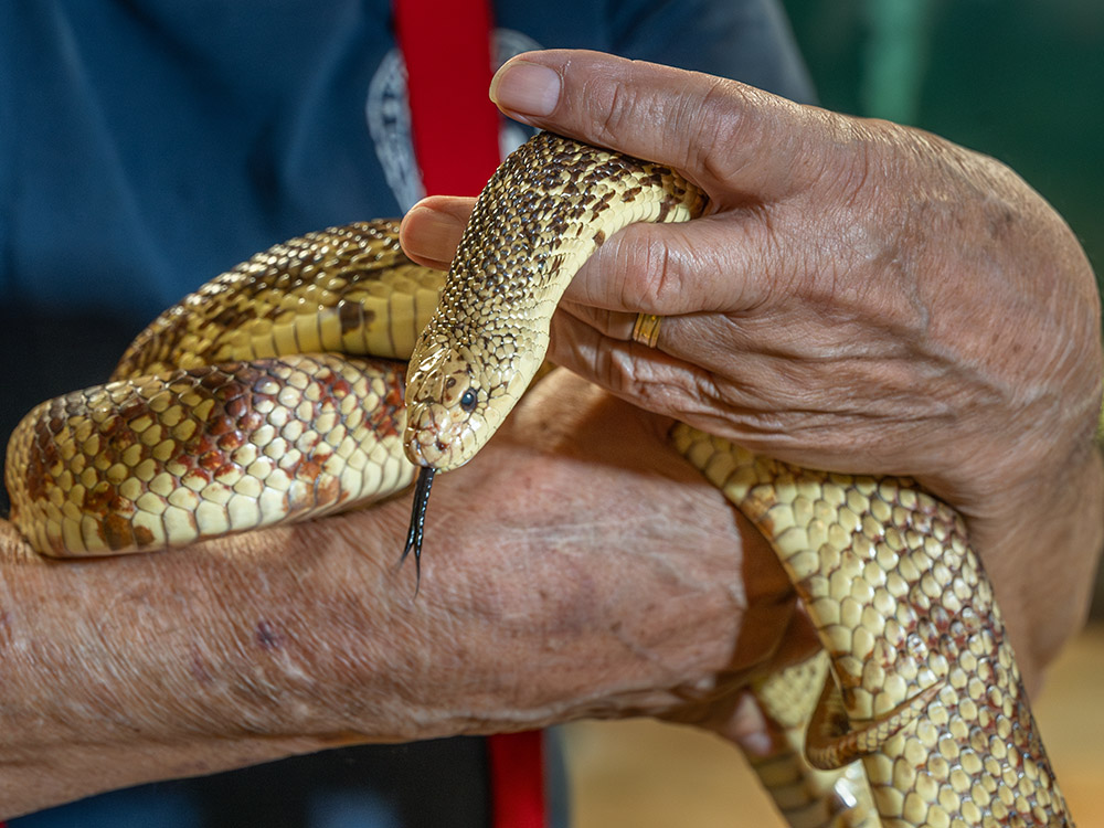 man holding a louisiana pine snake