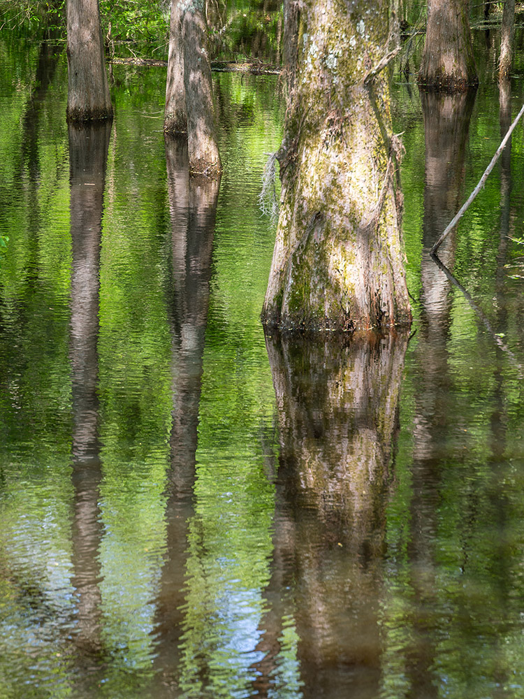 trees and reflections in water