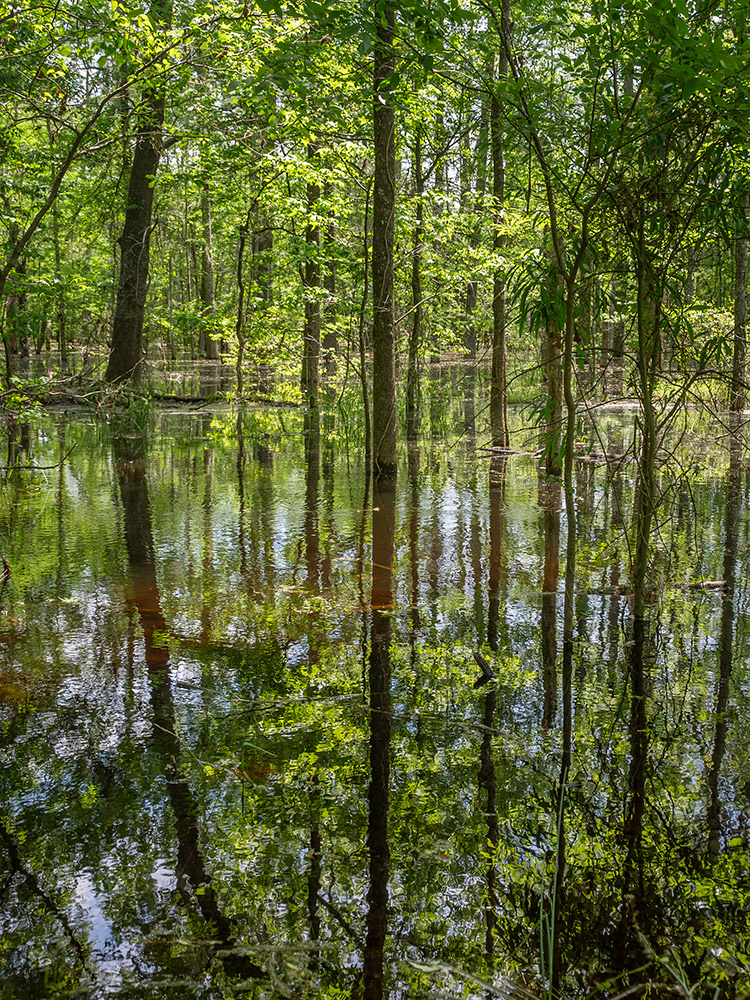 trees in forest reflecting in water of black bayou lake