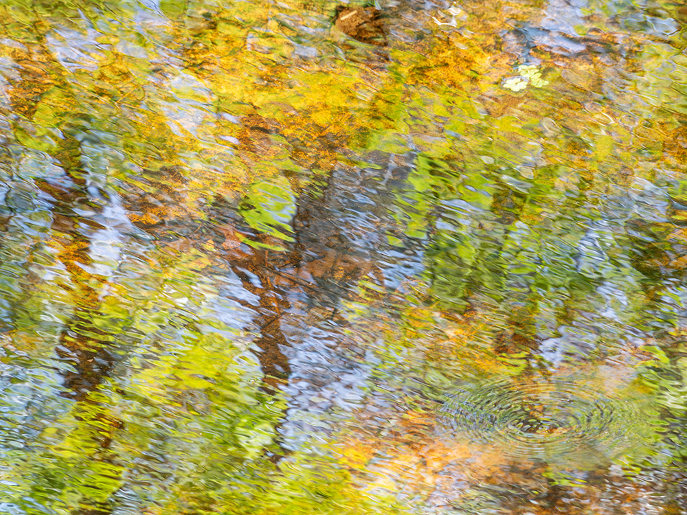 yellow and green leaves and blue sky reflect in rippled water at black bayou lake