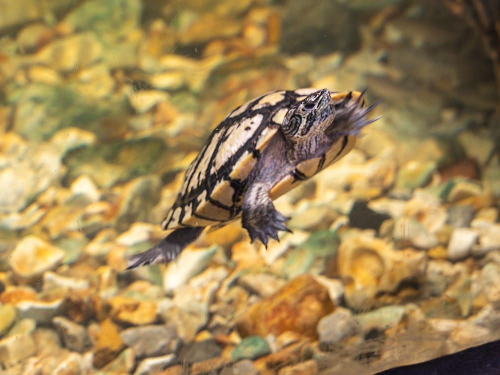 turtle swims in aquarium