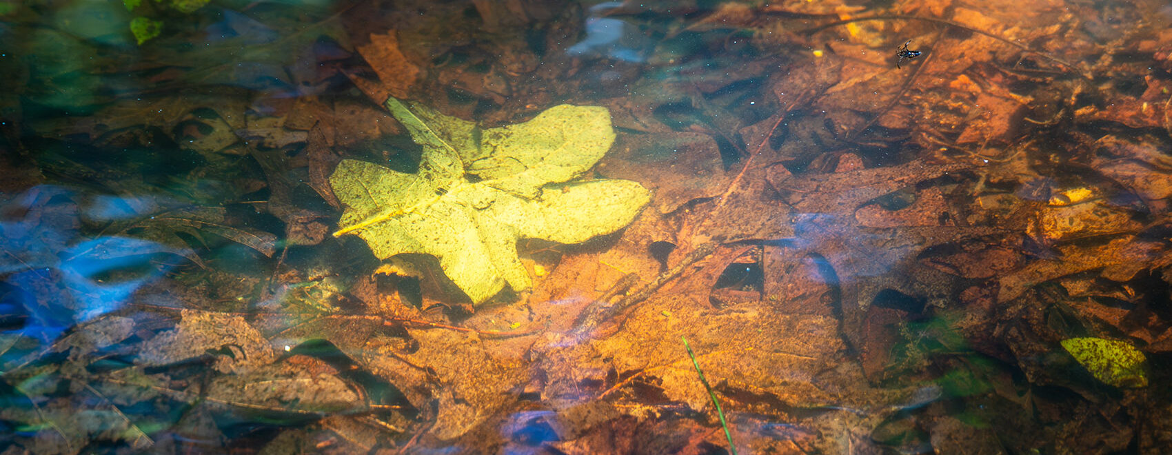 leaves submerged in clear dark water