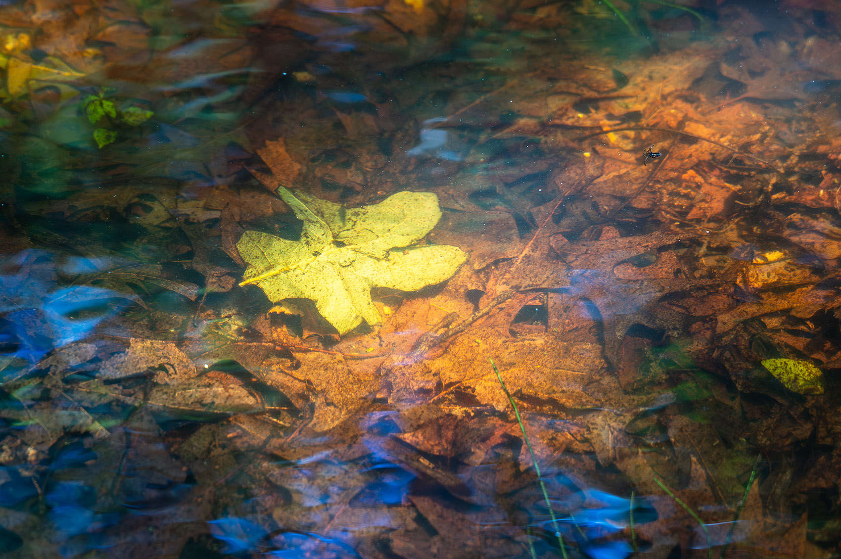 leaves submerged in clear dark water