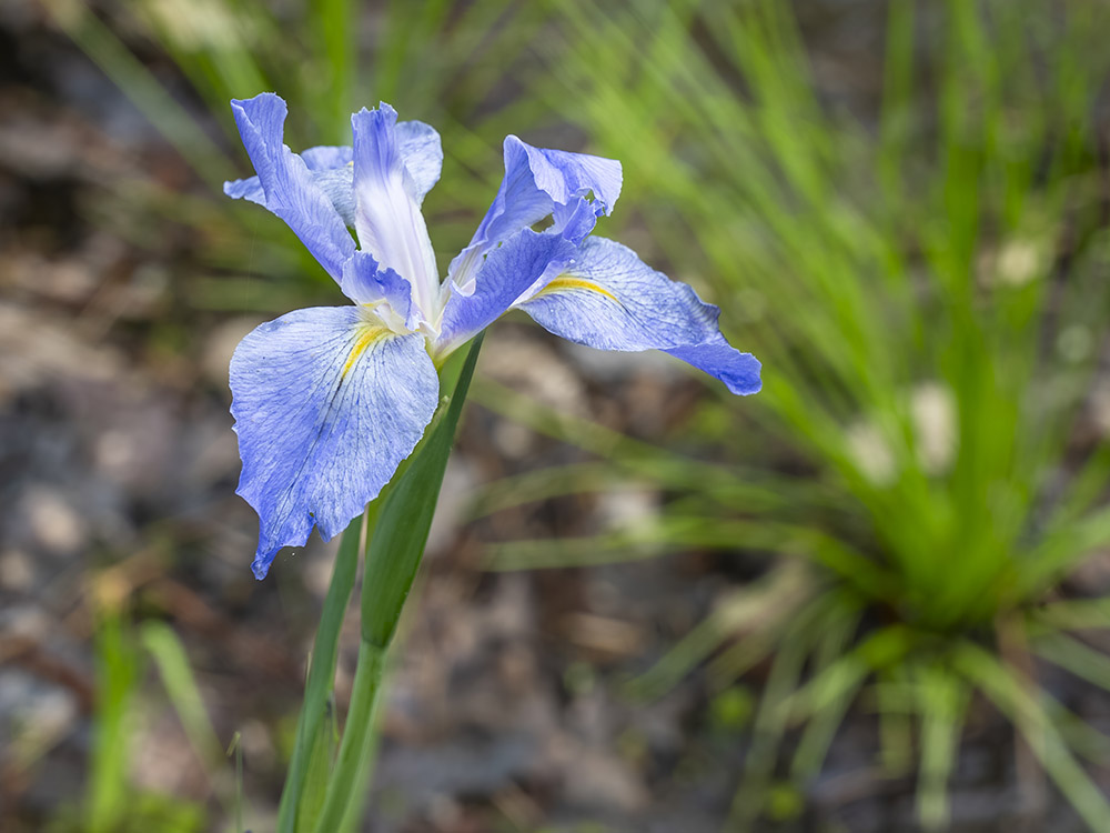 blooming blue iris