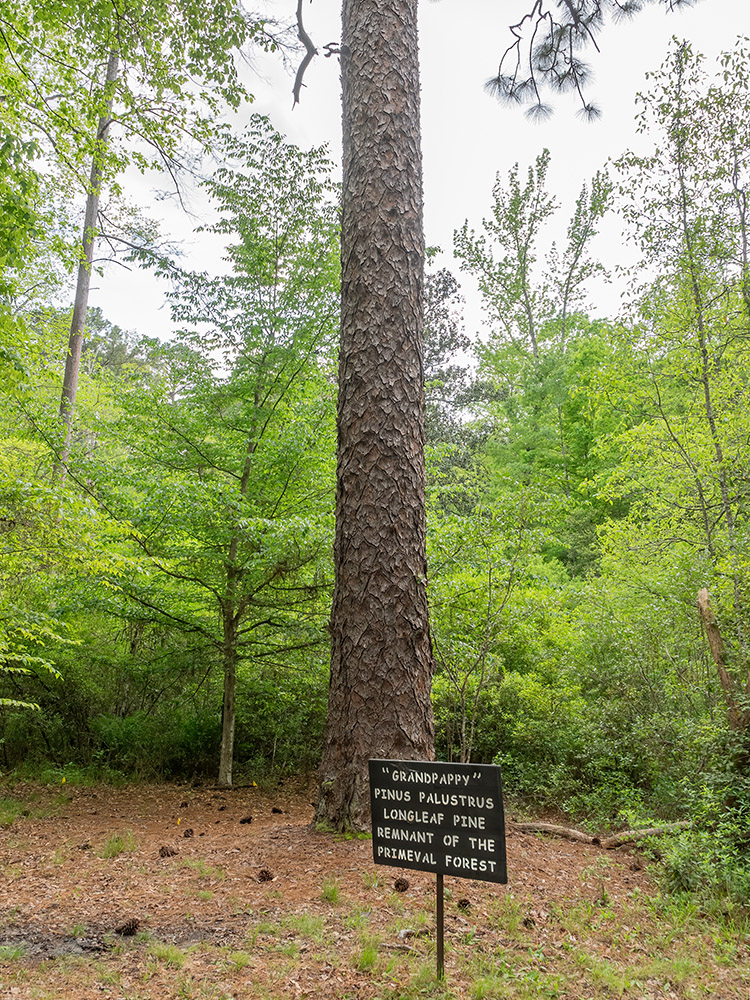 old growth longleaf pine tree with sign Grandpappy