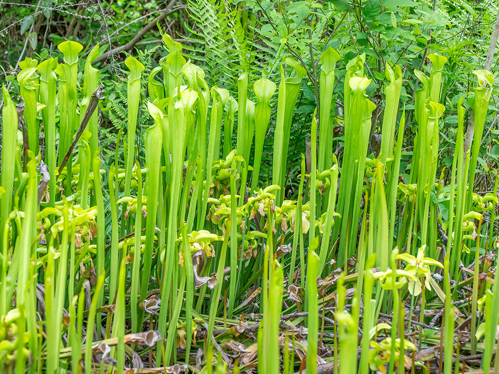 green blooming pitcher plants in a garden