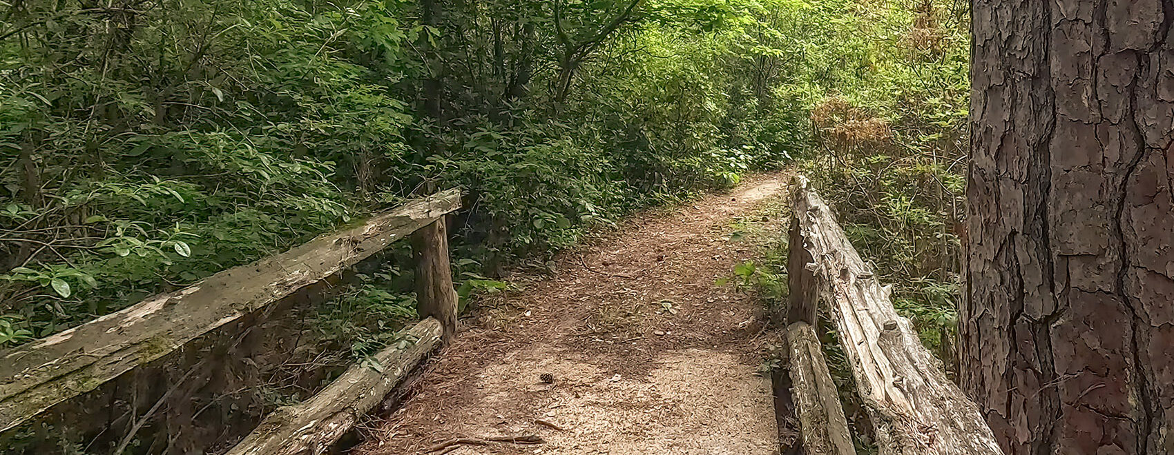 small bridge with log rails along trail through woods at Caroline Dormon Preserve