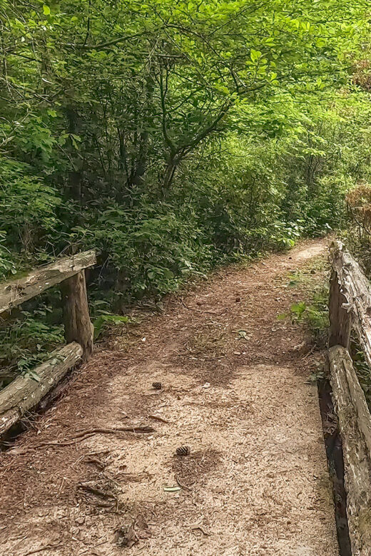 small bridge with log rails along trail through woods at Caroline Dormon Preserve