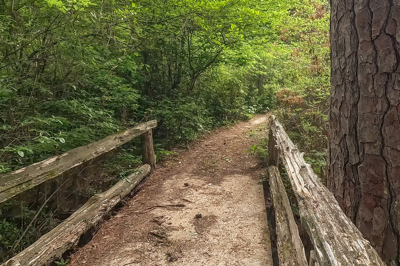 small bridge with log rails along trail through woods at Caroline Dormon Preserve