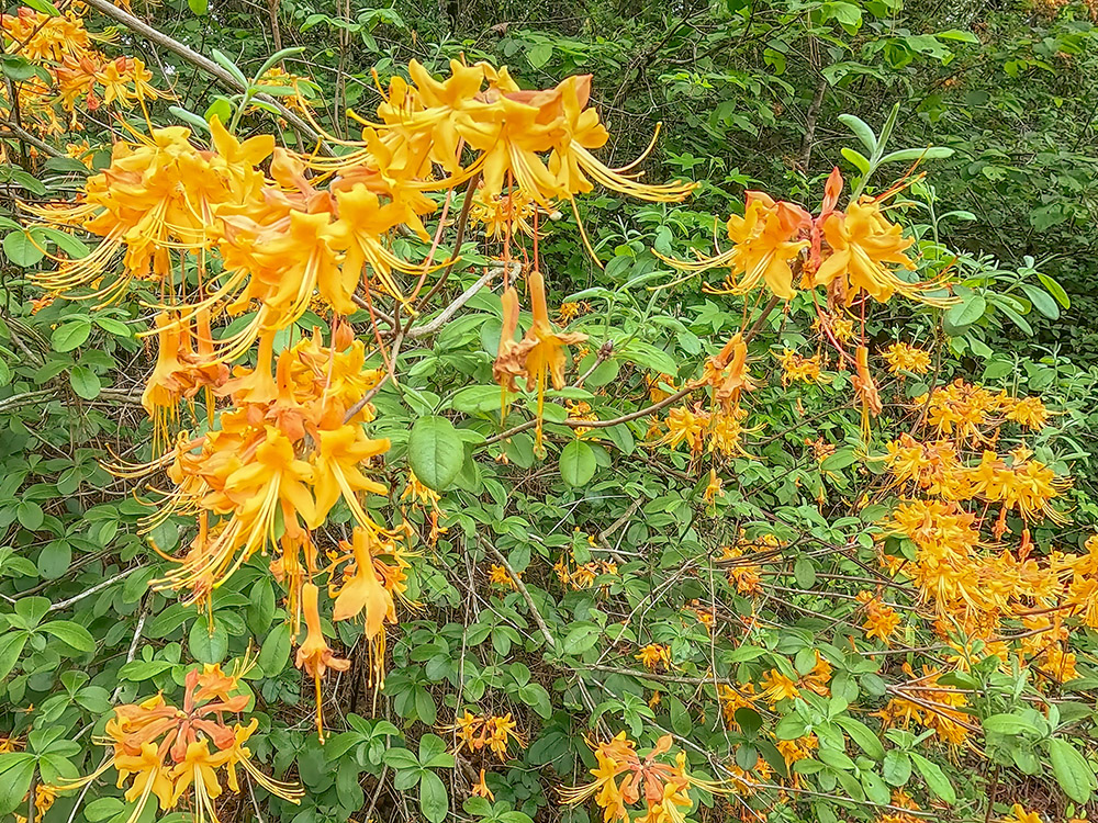 orange blooming wild azaleas