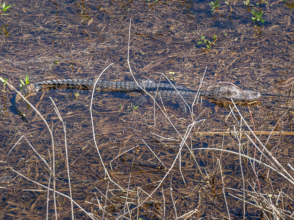 small alligator in shallow water