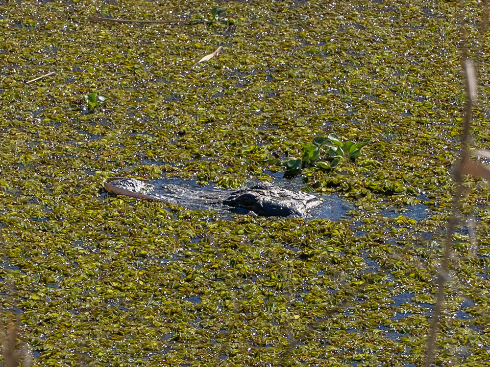 head of alligator above grassy water