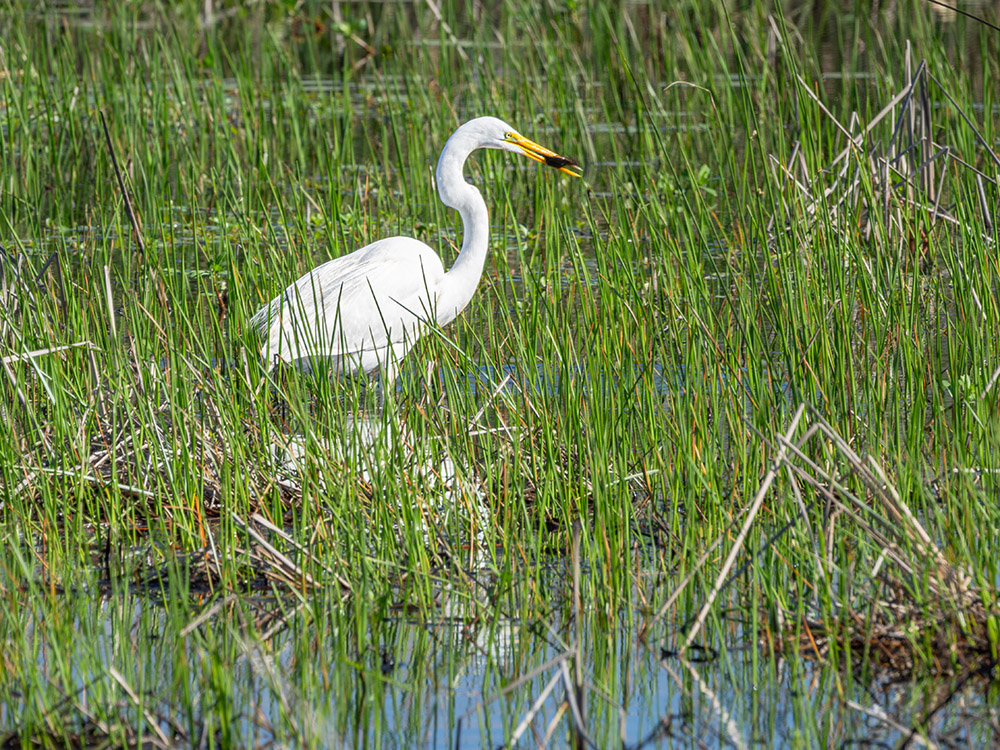 great white egret catches fish standing in grass and water