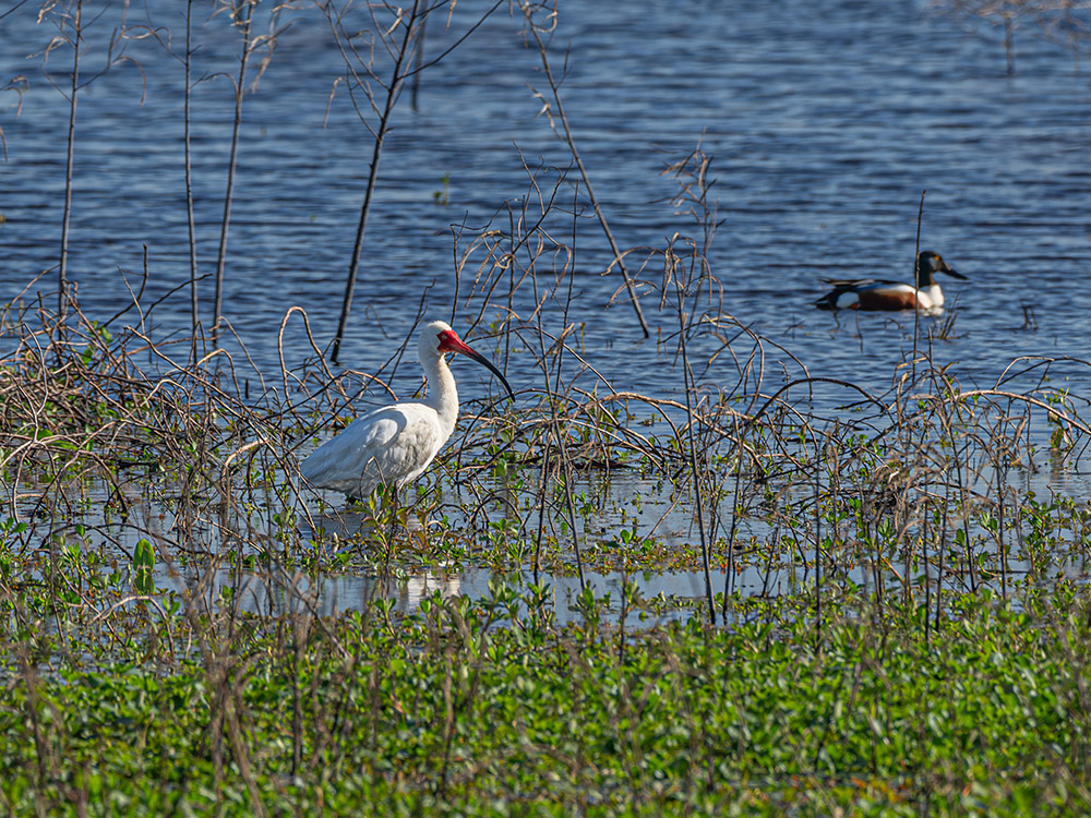 white ibis with red beak in shallow marsh near duck