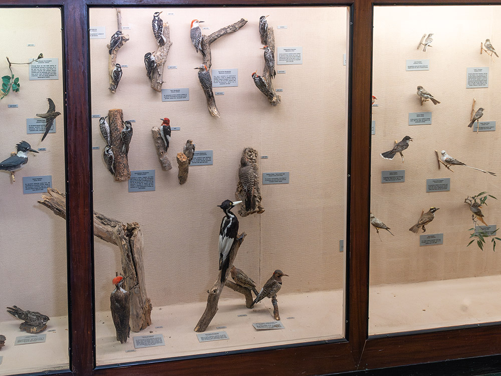 display case featuring collection of woodpeckers