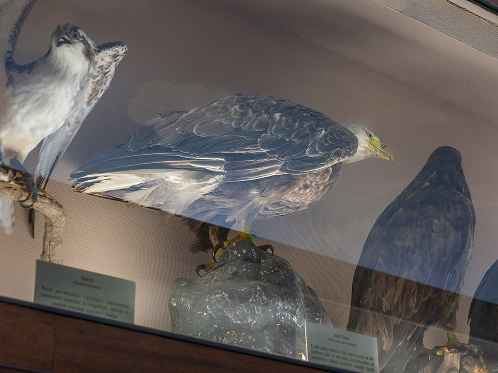 bald eagle in display case