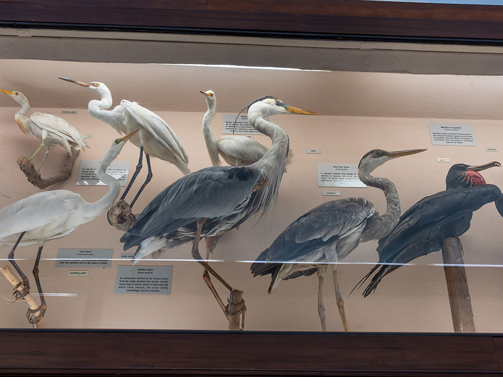 herons and egrets in display case at LSU Museum of Natural Sciences