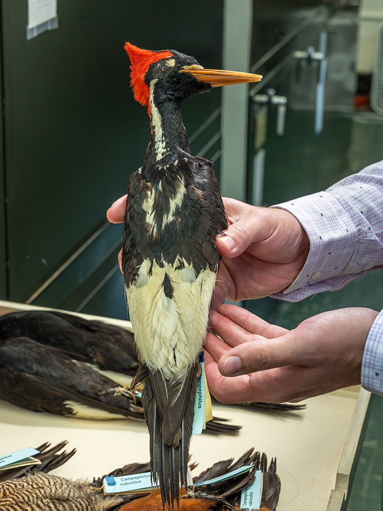 man holding specimen of ivory billed woodpecker 