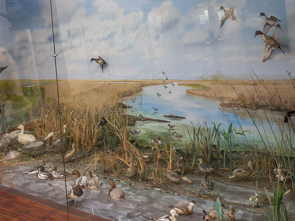 swamp scene diorama with birds and wildlife