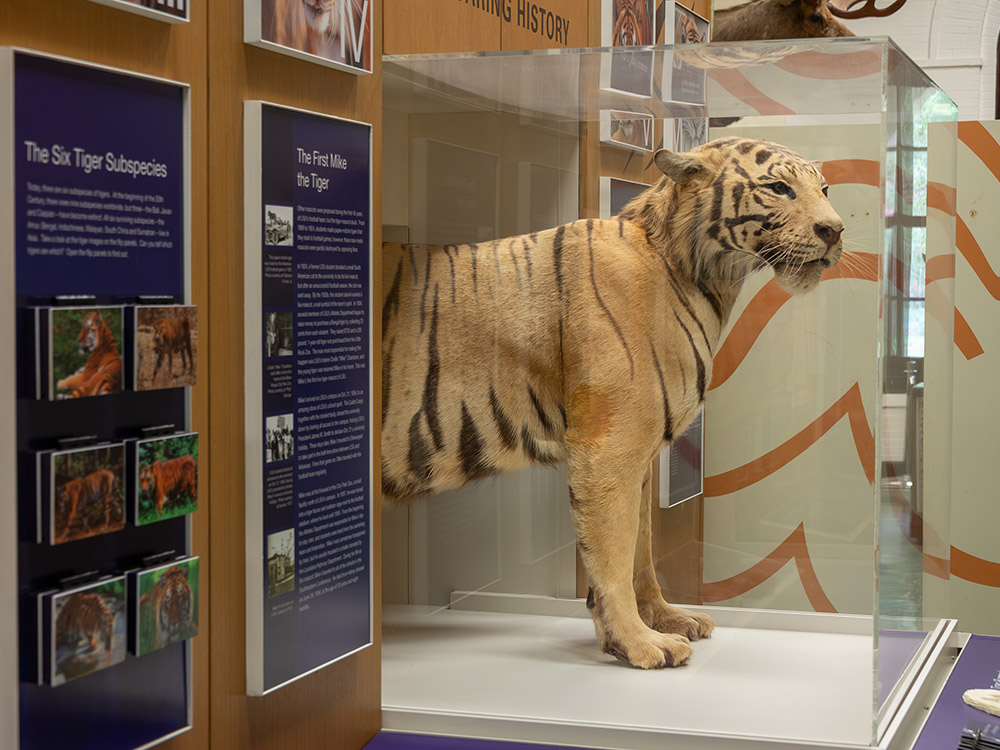 Mike the Tiger on display in LSU Museum of Natural Sciences